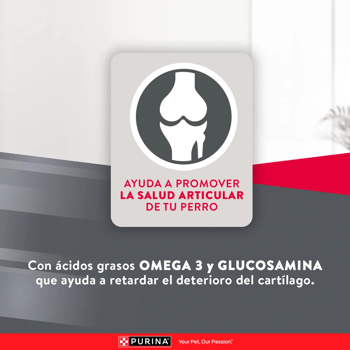 Excellent Pollo y Arroz para Perro Adulto Razas Medianas y Grandes - 6