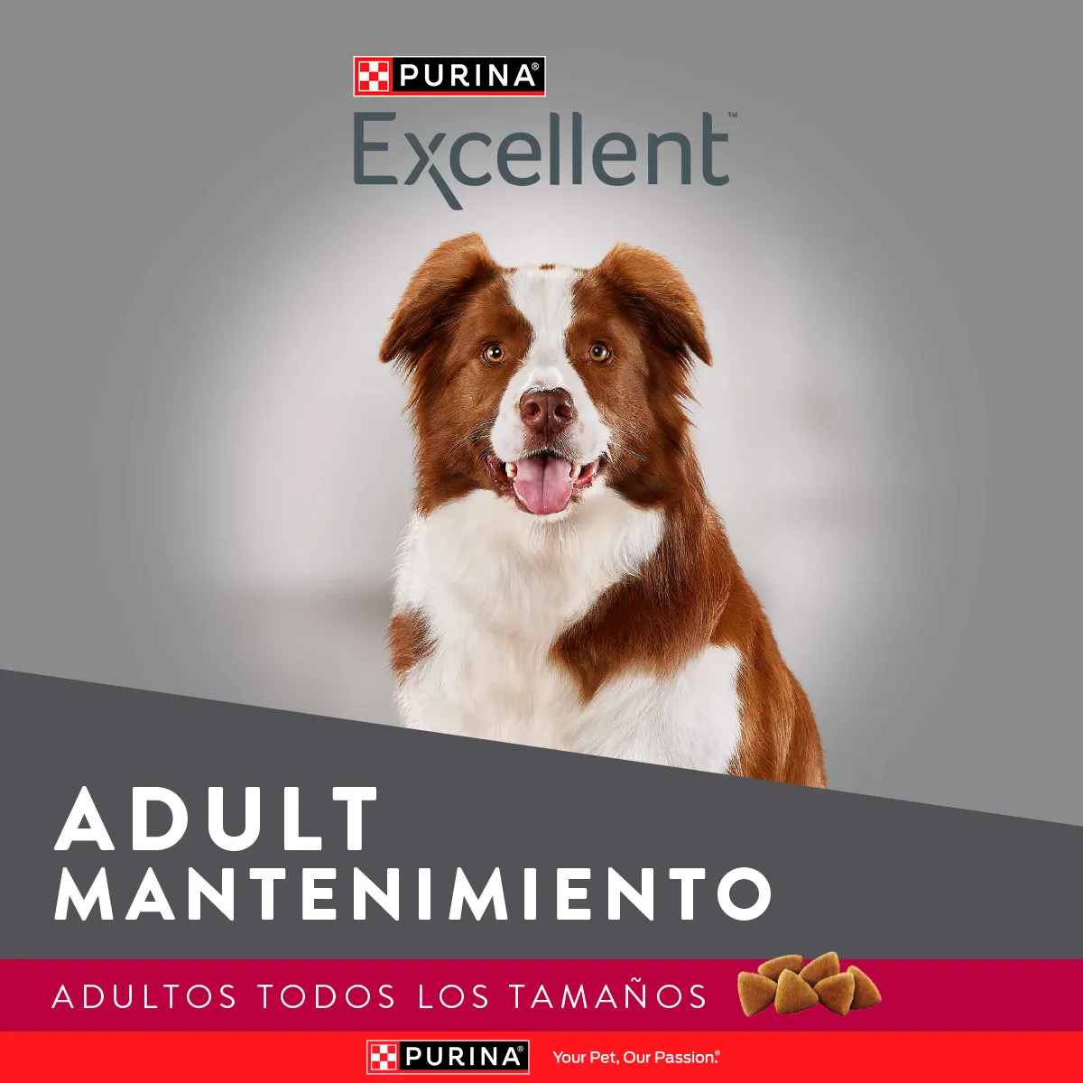 Excellent Mantenimiento para Perro Adulto - 3
