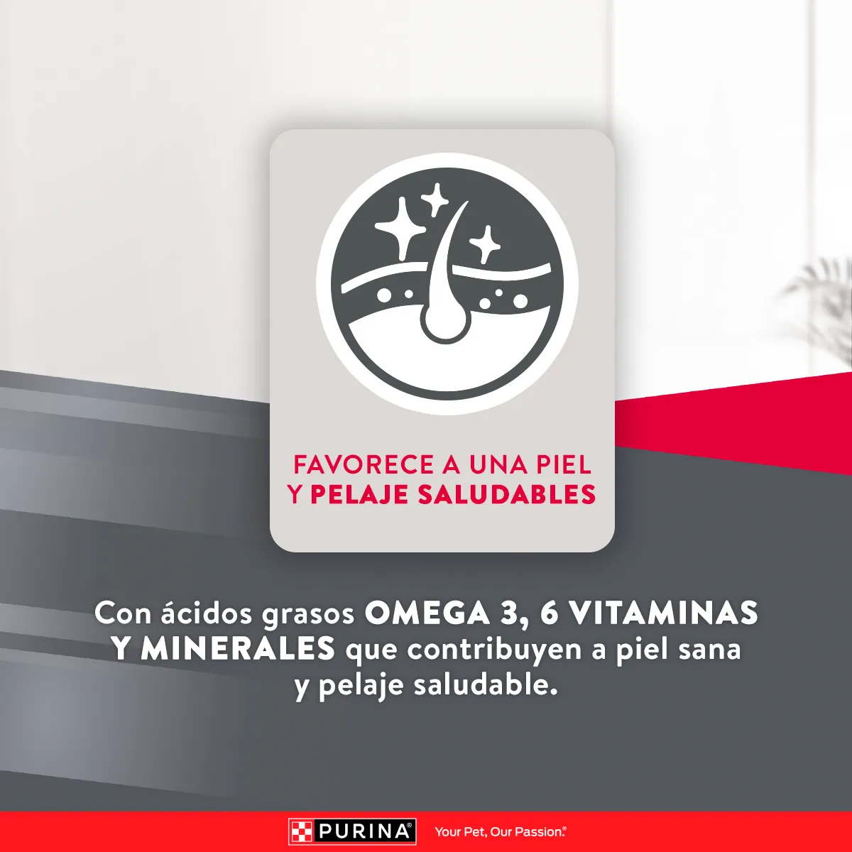 Excellent Mantenimiento para Perro Adulto - 7