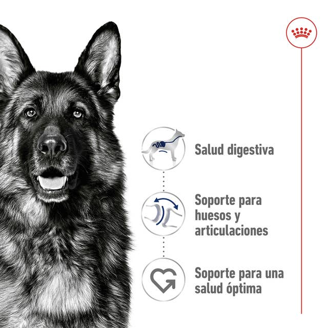 Royal Canin Maxi Adult - 2